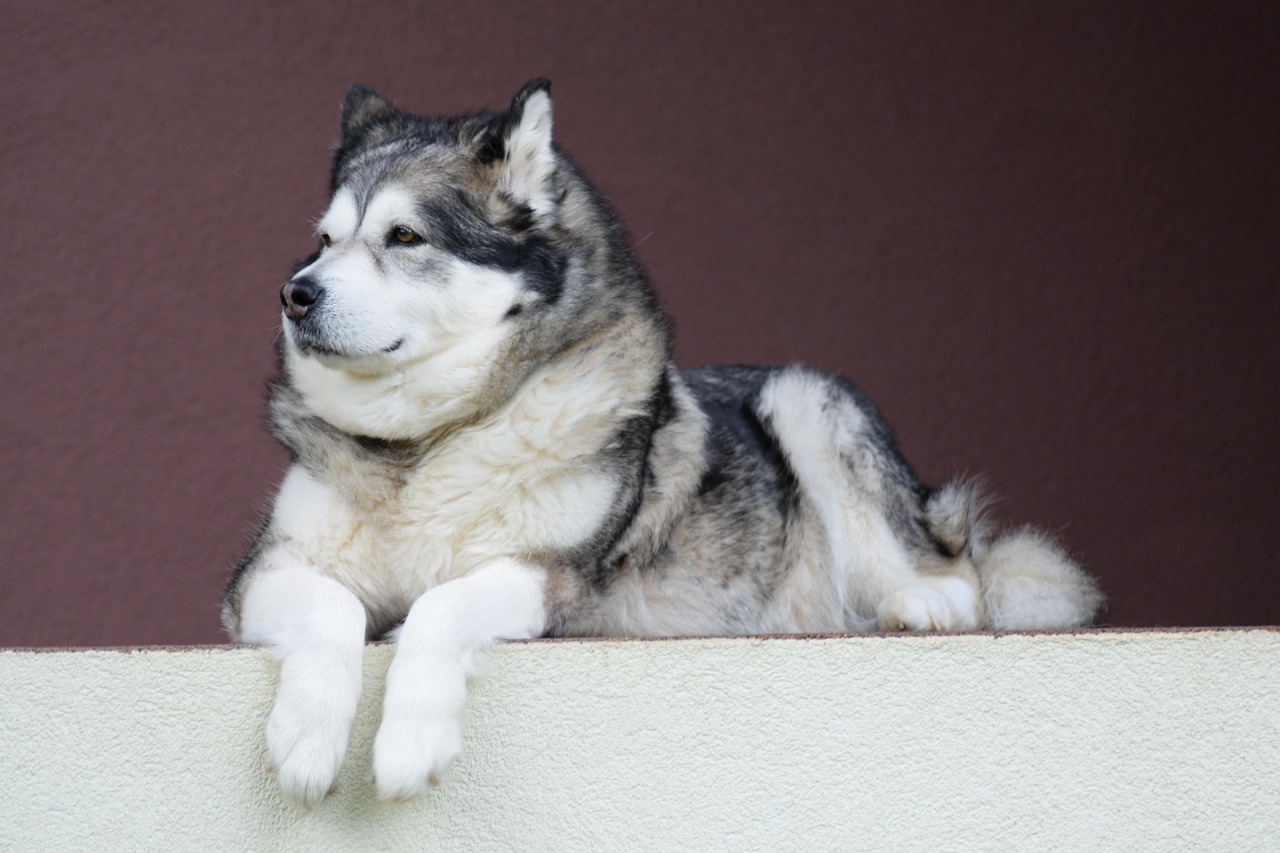 Alaskan Malamutes: Arctic Workers Facing Modern Prejudice (image credits: pixabay)