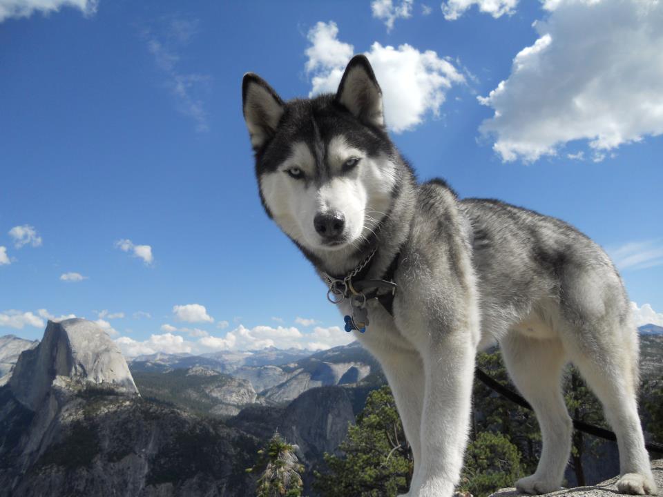 Siberian Huskies: Beautiful Eyes, Problematic Policies (image credits: wikimedia)