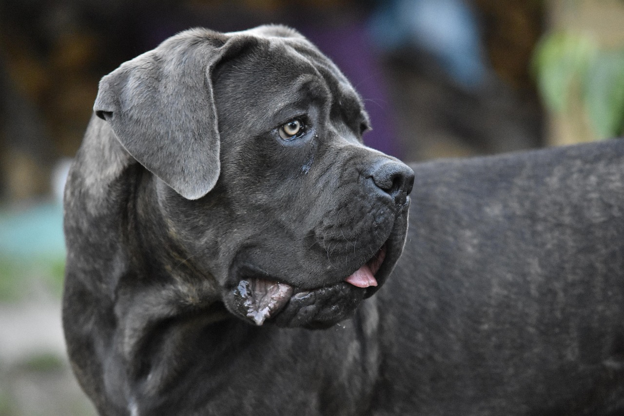 Mastiffs: Gentle Giants with Giant Insurance Problems (image credits: pixabay)