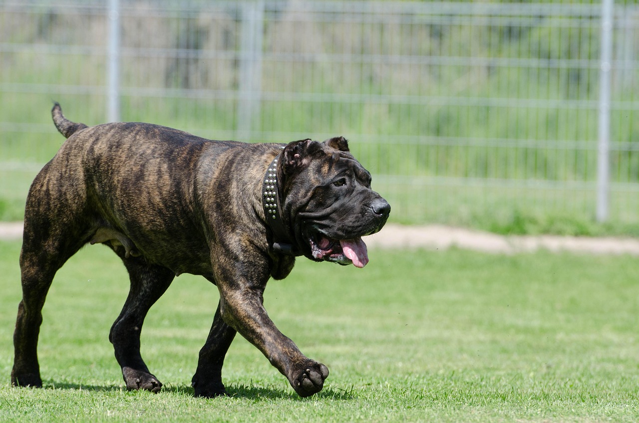 Presa Canarios: Rare Breed, Major Insurance Issues (image credits: pixabay)