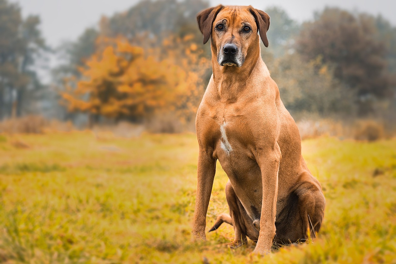 Rhodesian Ridgebacks: African Hunters in American Suburbia (image credits: pixabay)