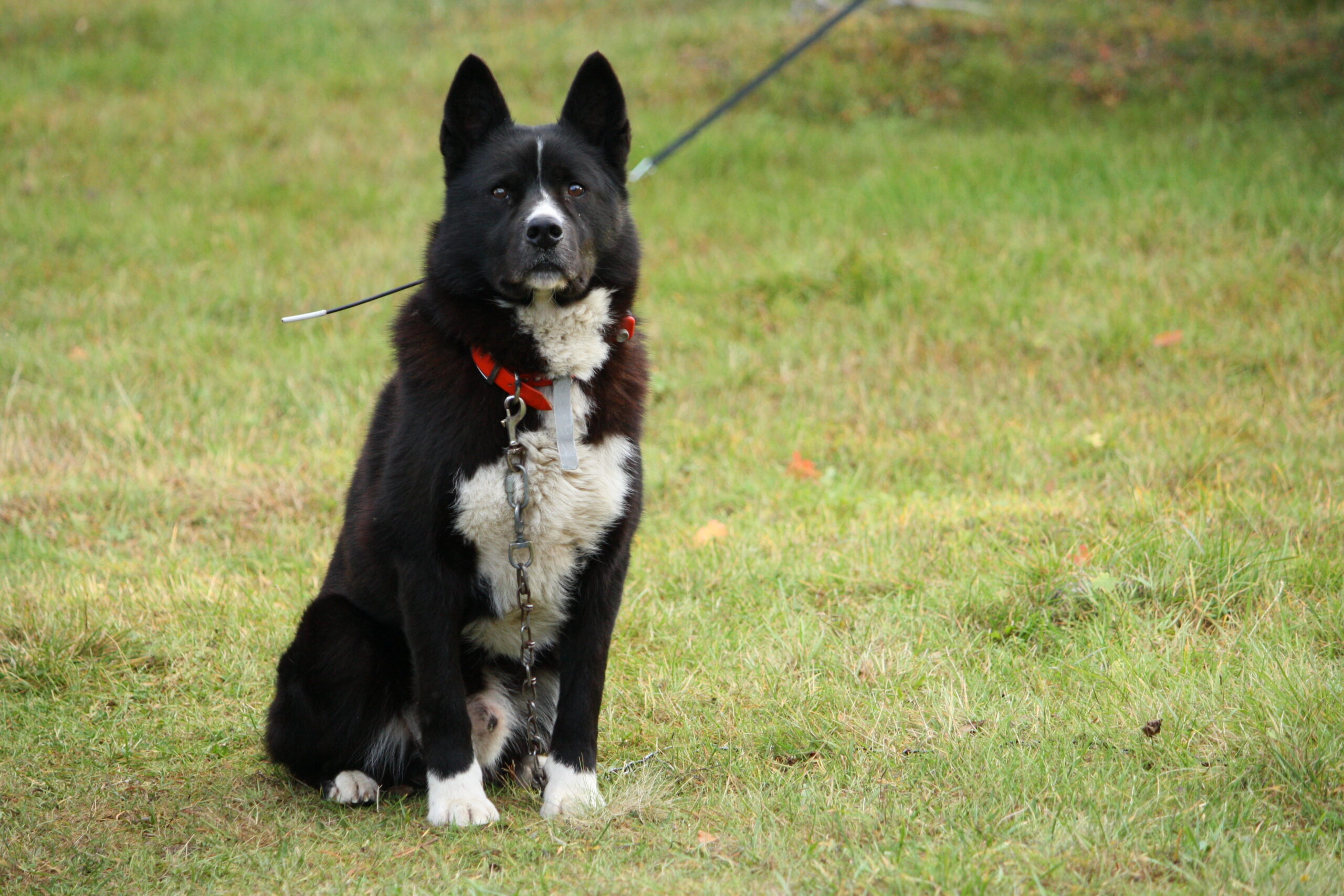 Karelian Bear Dogs: Specialized Hunters, Insurance Nightmares (image credits: wikimedia)