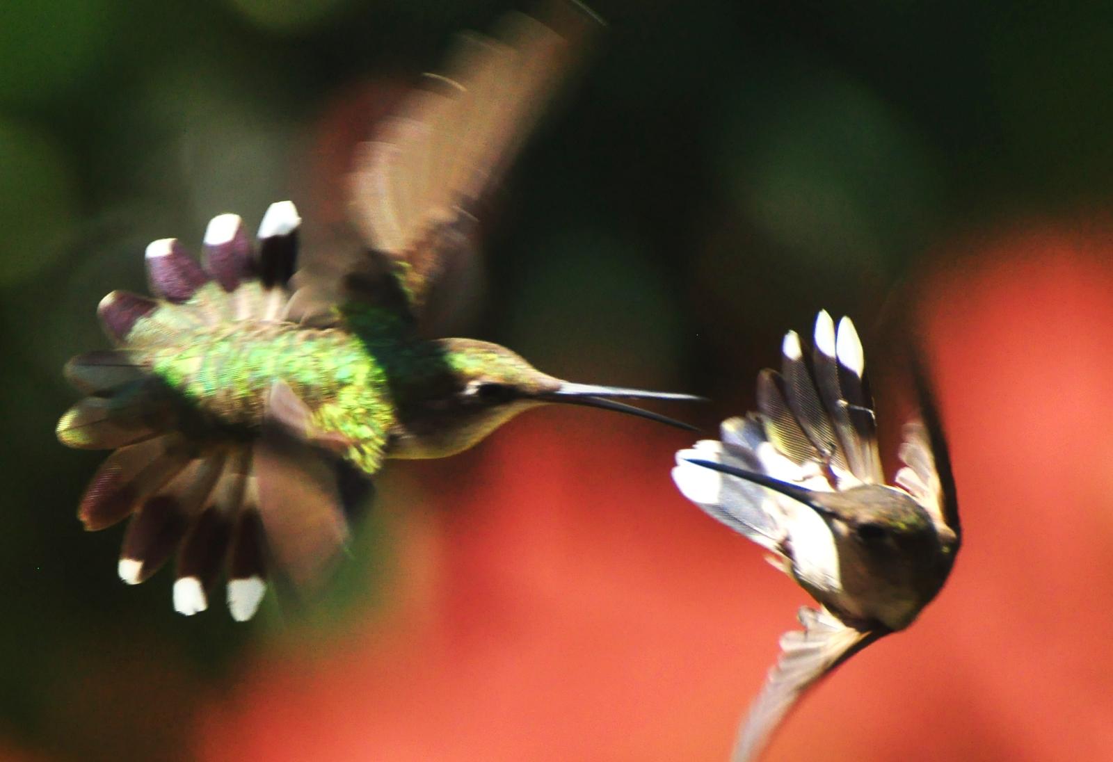 Hanging Upside Down Like Tiny Bat Impersonators (image credits: wikimedia)
