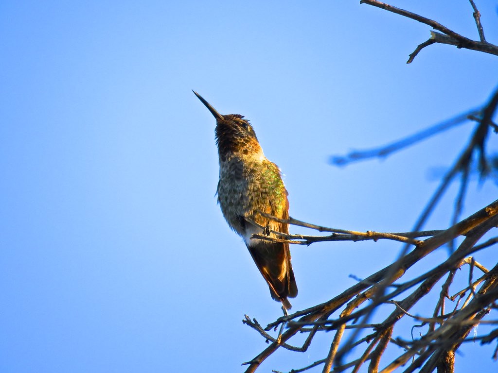 Perch-Based Territory Surveillance Like Feathered Security Guards (image credits: flickr)