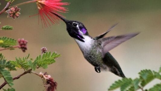 11 Bizarre Things Hummingbirds Secretly Love (But Most Gardeners Ignore)