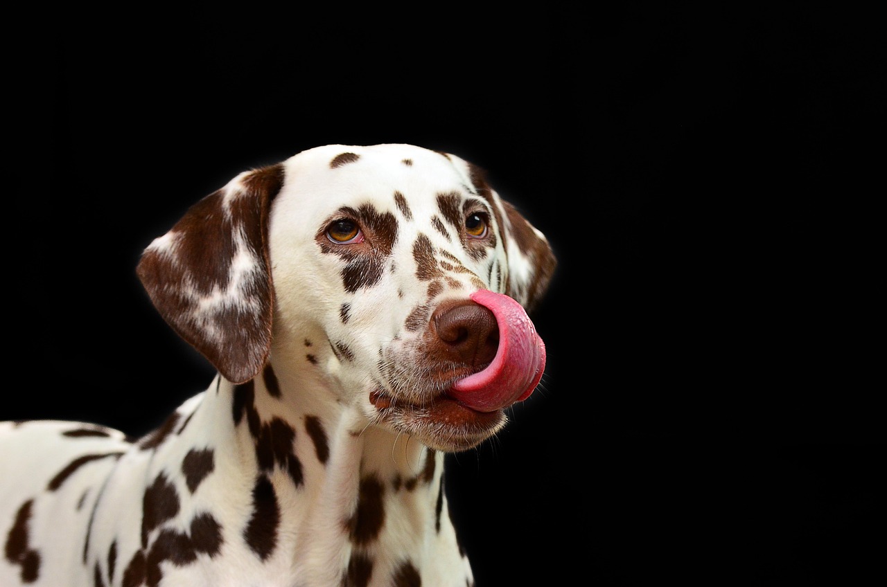 21. Lick Mats for Calming and Enrichment (image credits: pixabay)