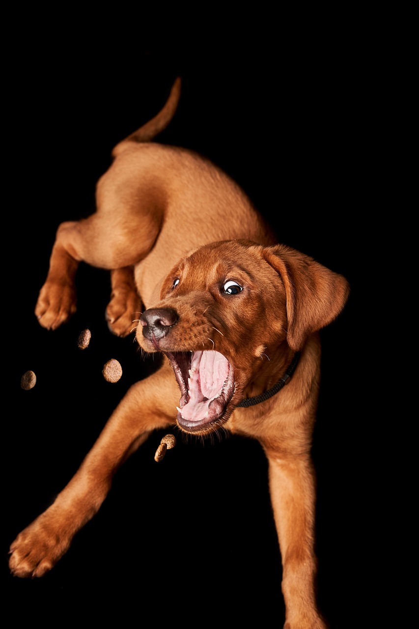 18. Treat Dispensing Toys for Active Play (image credits: pixabay)