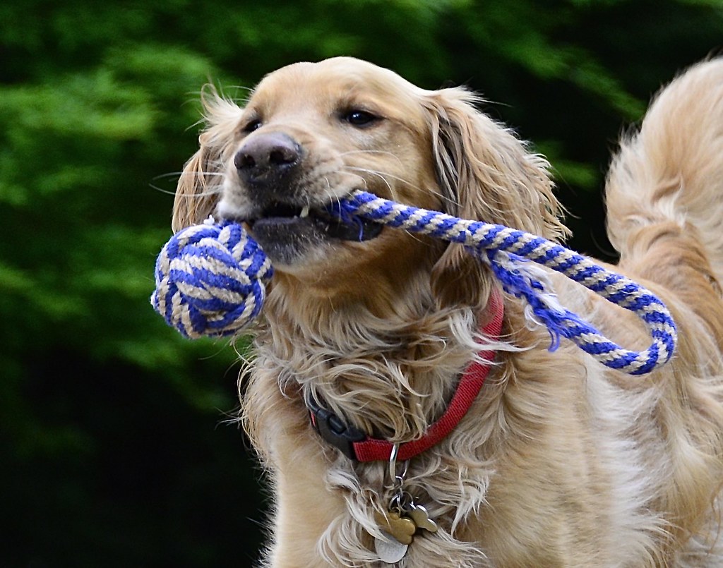 15. Interactive Tug Toys for Bonding (image credits: flickr)