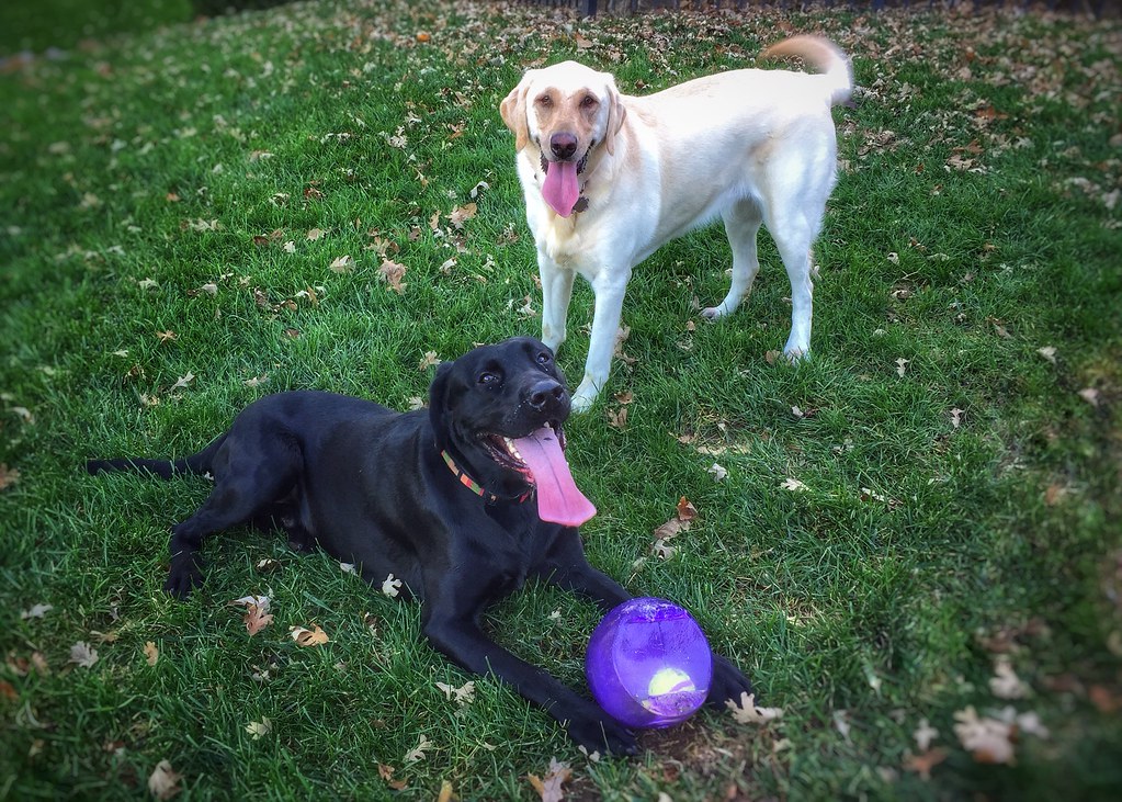 14. Fetch Toys for High-Energy Dogs (image credits: flickr)