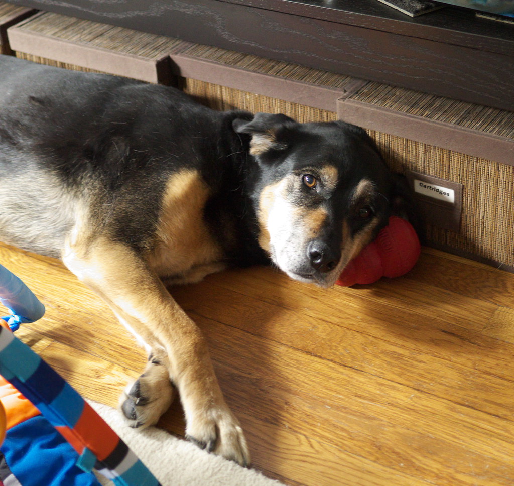 1. The Ultimate Kong Classic - Every Dog's Best Friend (image credits: flickr)