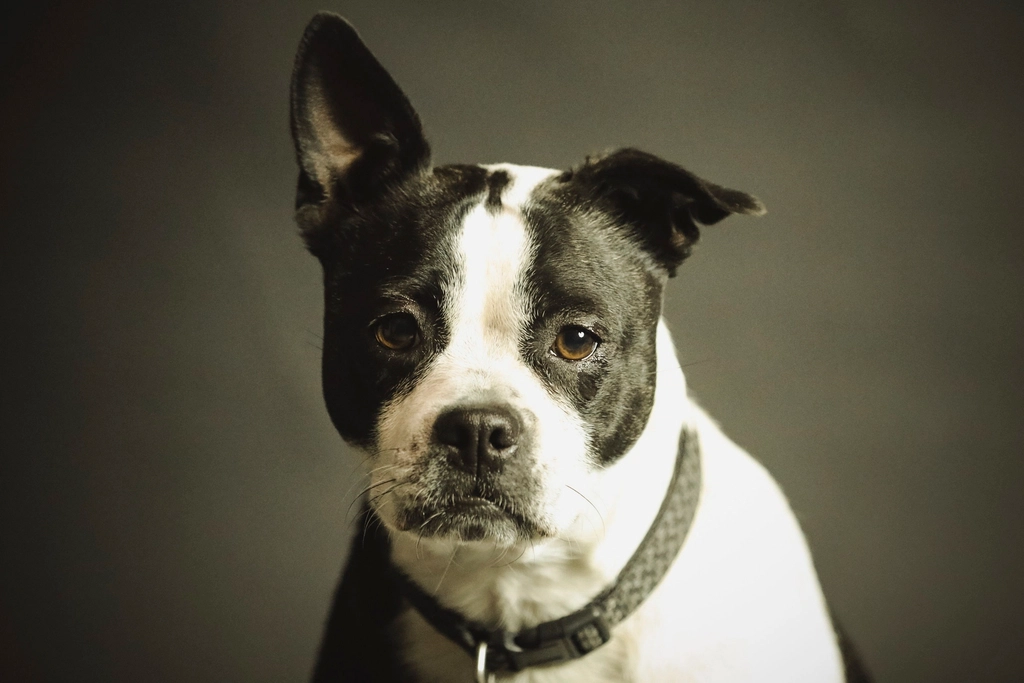 14. Boston Terrier (image credits: rawpixel)