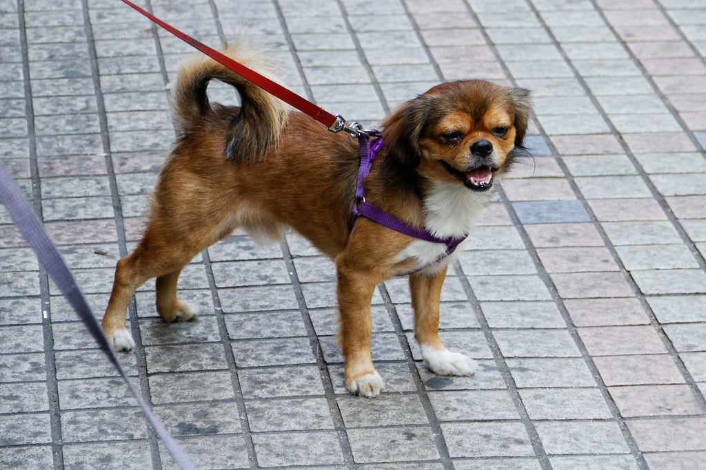 7. Dachshund (image credits: flickr)