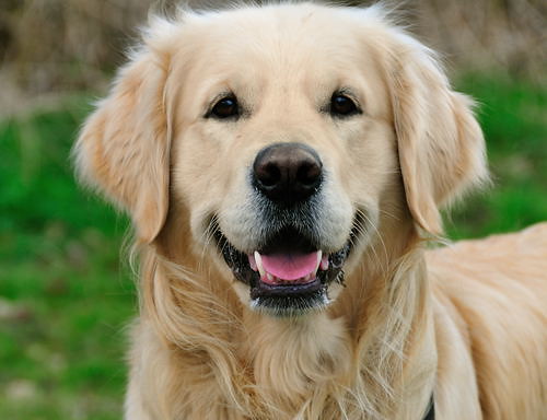 36. Golden Retriever (image credits: flickr)