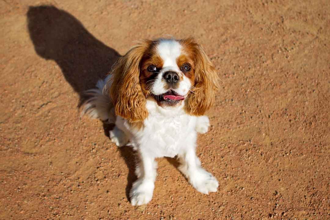 34. Cavalier King Charles Spaniel (image credits: unsplash)
