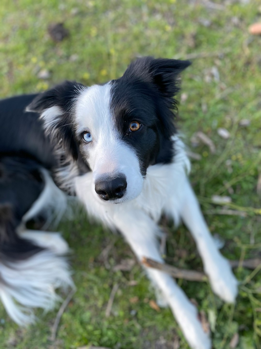 32. Border Collie (image credits: unsplash)