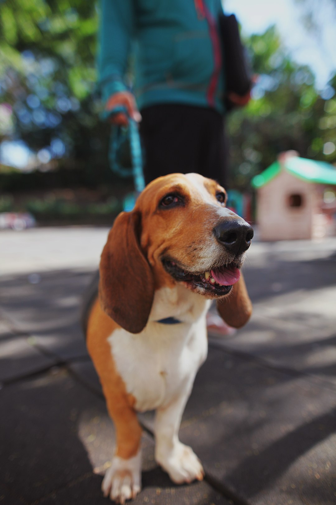31. Beagle (image credits: unsplash)