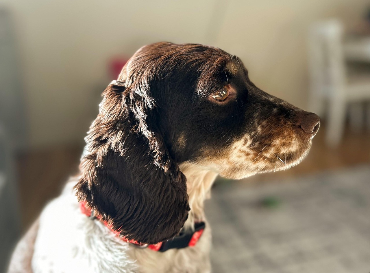 30. Cocker Spaniel (image credits: pixabay)
