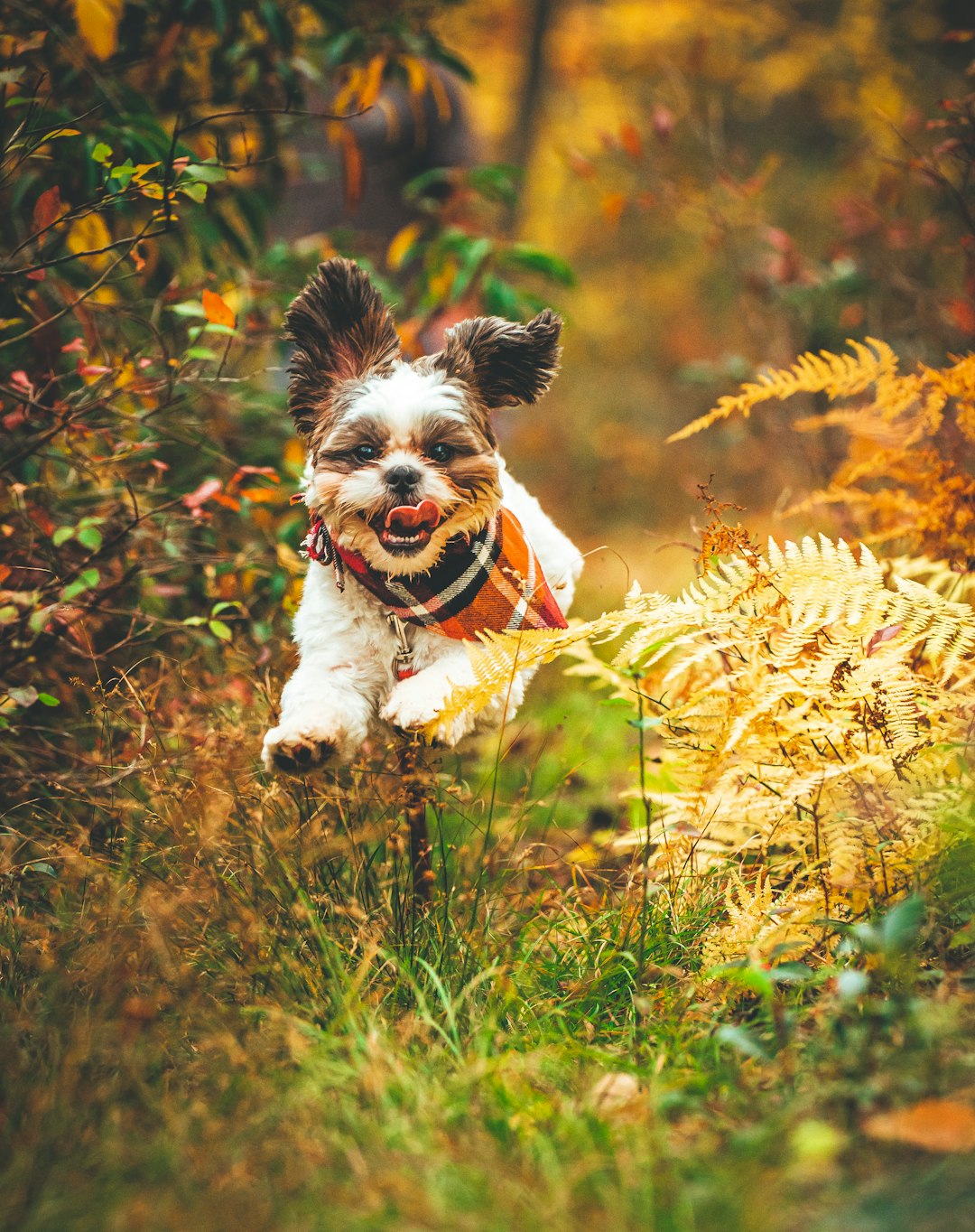 29. Shih Tzu (image credits: unsplash)