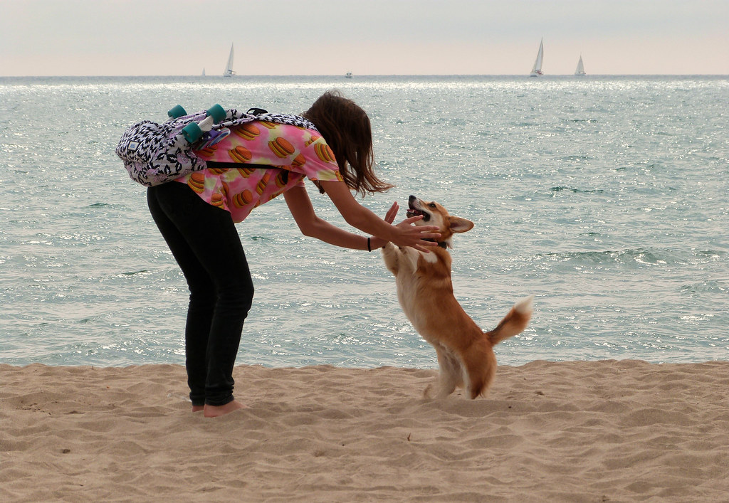 27. Pembroke Welsh Corgi (image credits: flickr)