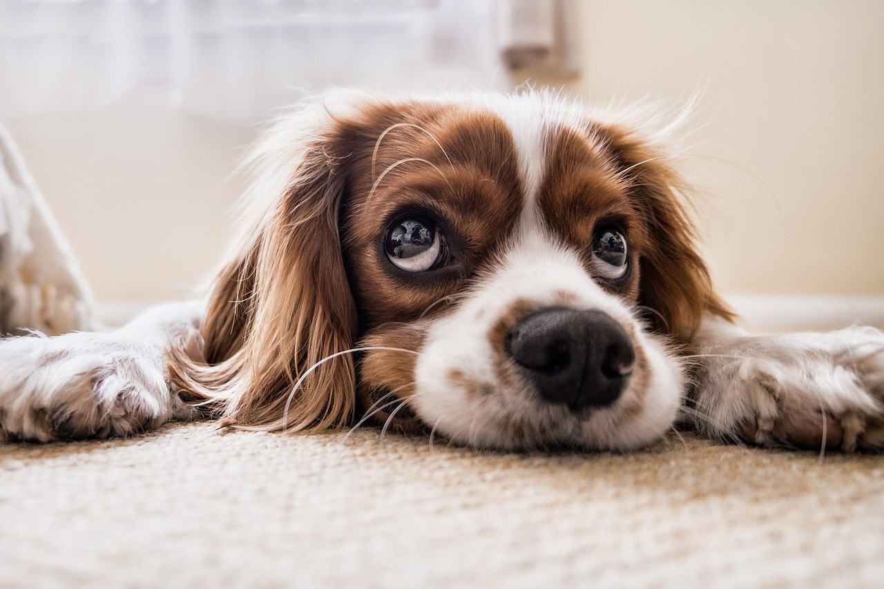 26. Brittany Spaniel (image credits: pixabay)