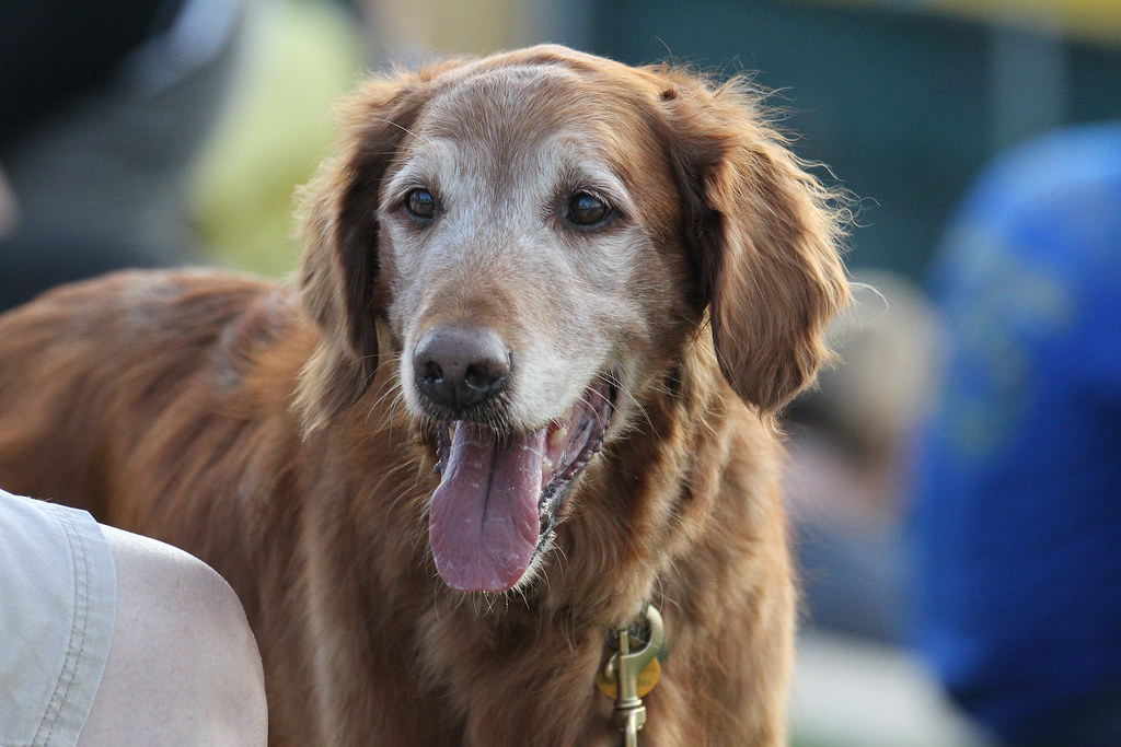 25. Australian Shepherd (image credits: flickr)