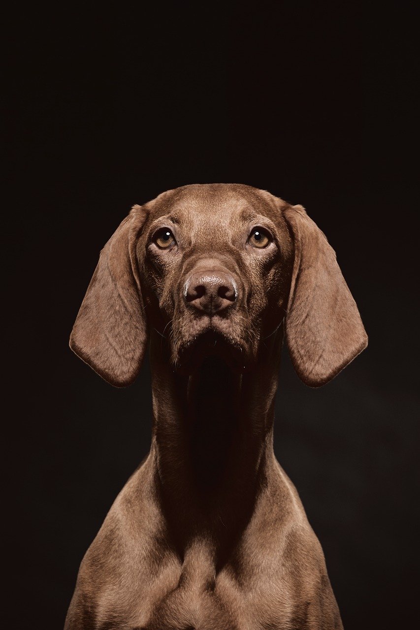 23. Vizsla (image credits: pixabay)
