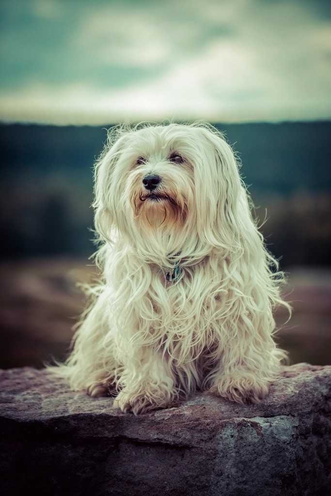 22. Havanese (image credits: rawpixel)