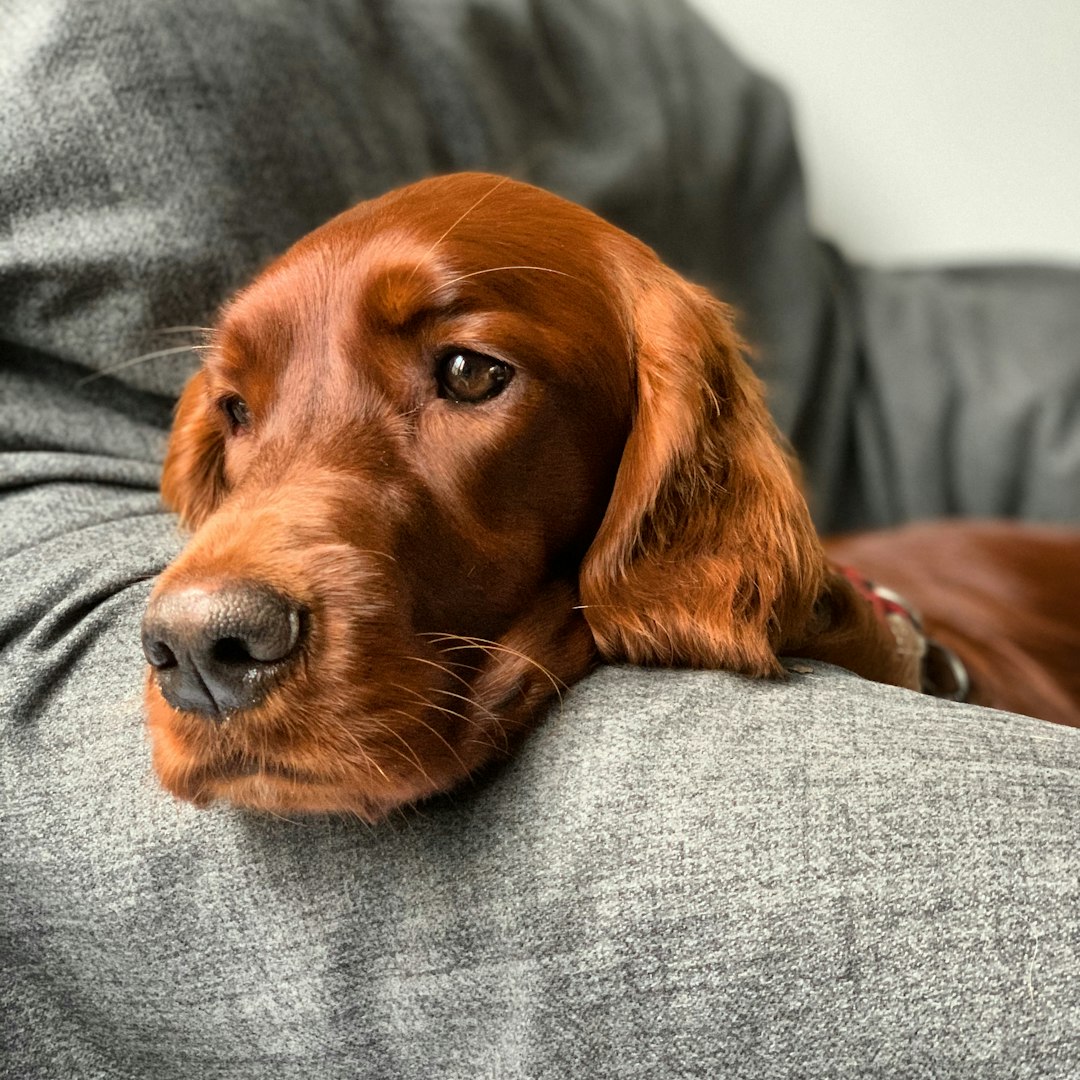 19. Irish Setter (image credits: unsplash)