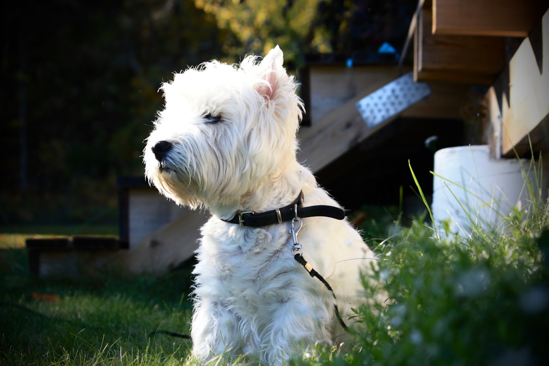 18. West Highland White Terrier (image credits: unsplash)
