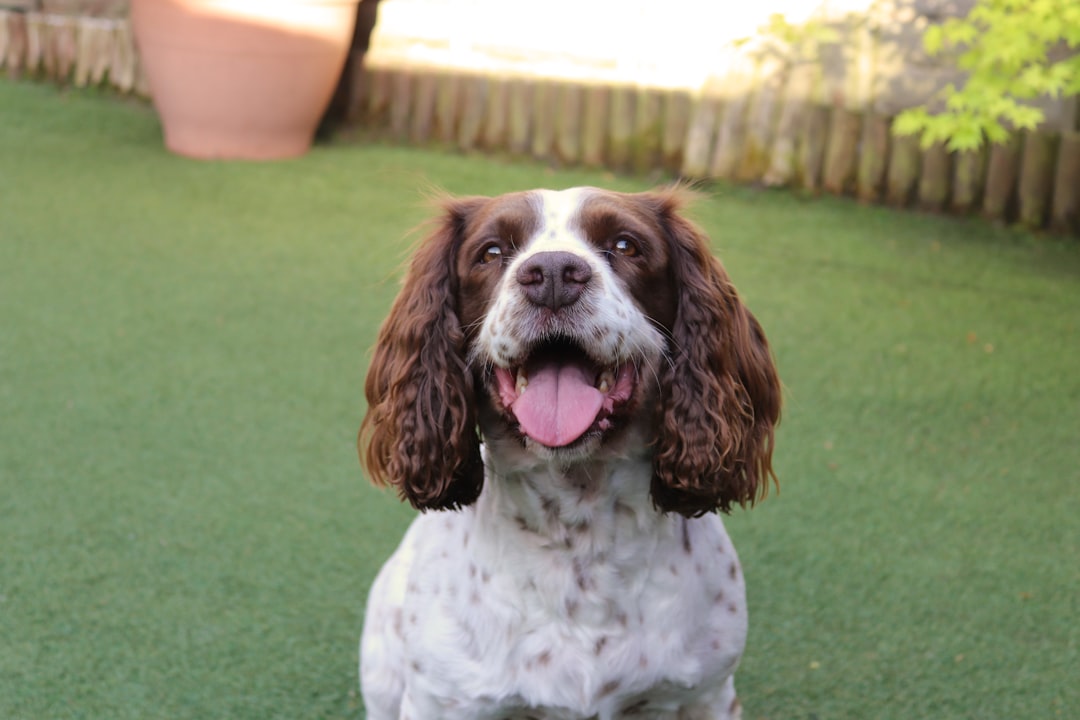 17. Springer Spaniel (image credits: unsplash)
