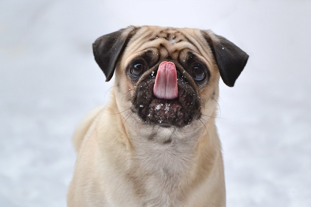 16. Pug (image credits: flickr)