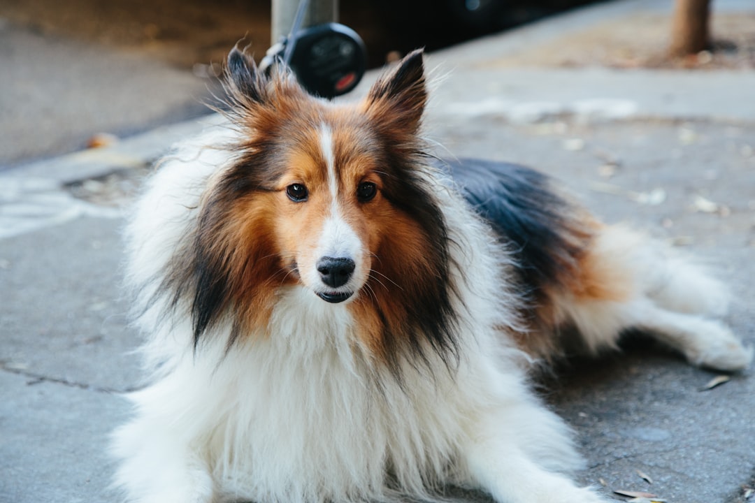15. Collie (Rough) (image credits: unsplash)