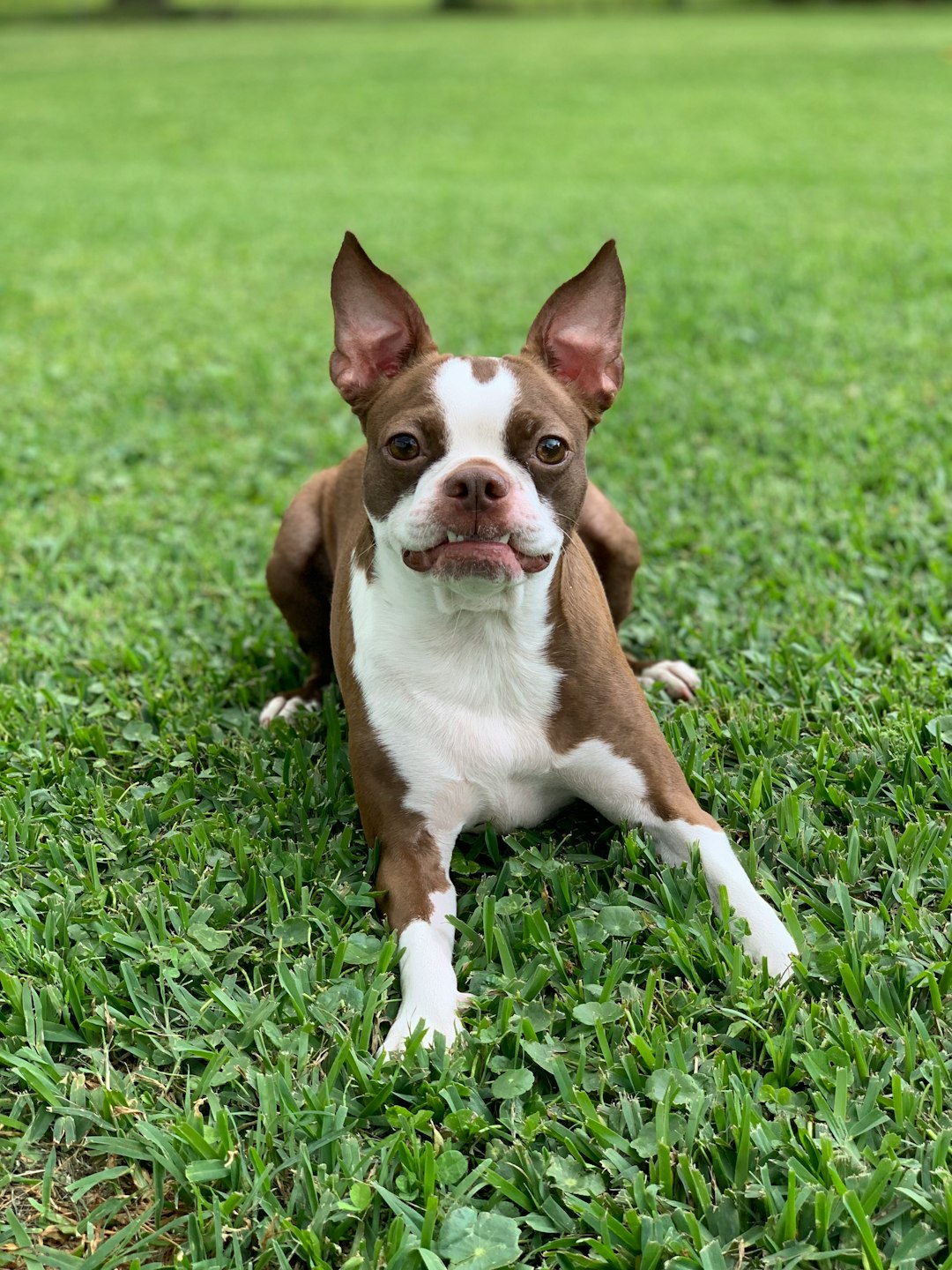 14. Boston Terrier (image credits: unsplash)