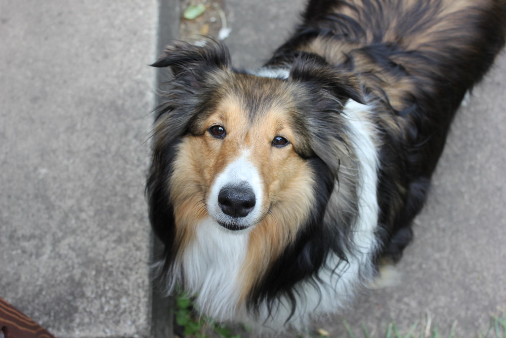 13. Shetland Sheepdog (image credits: flickr)