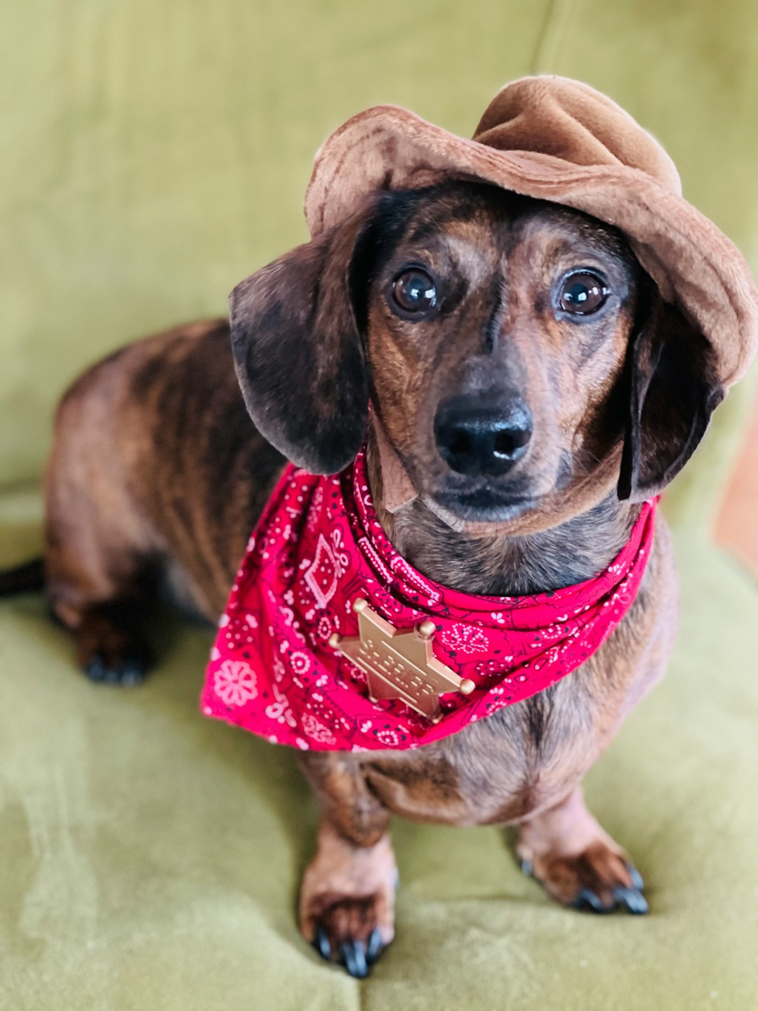 12. Dachshund (image credits: unsplash)