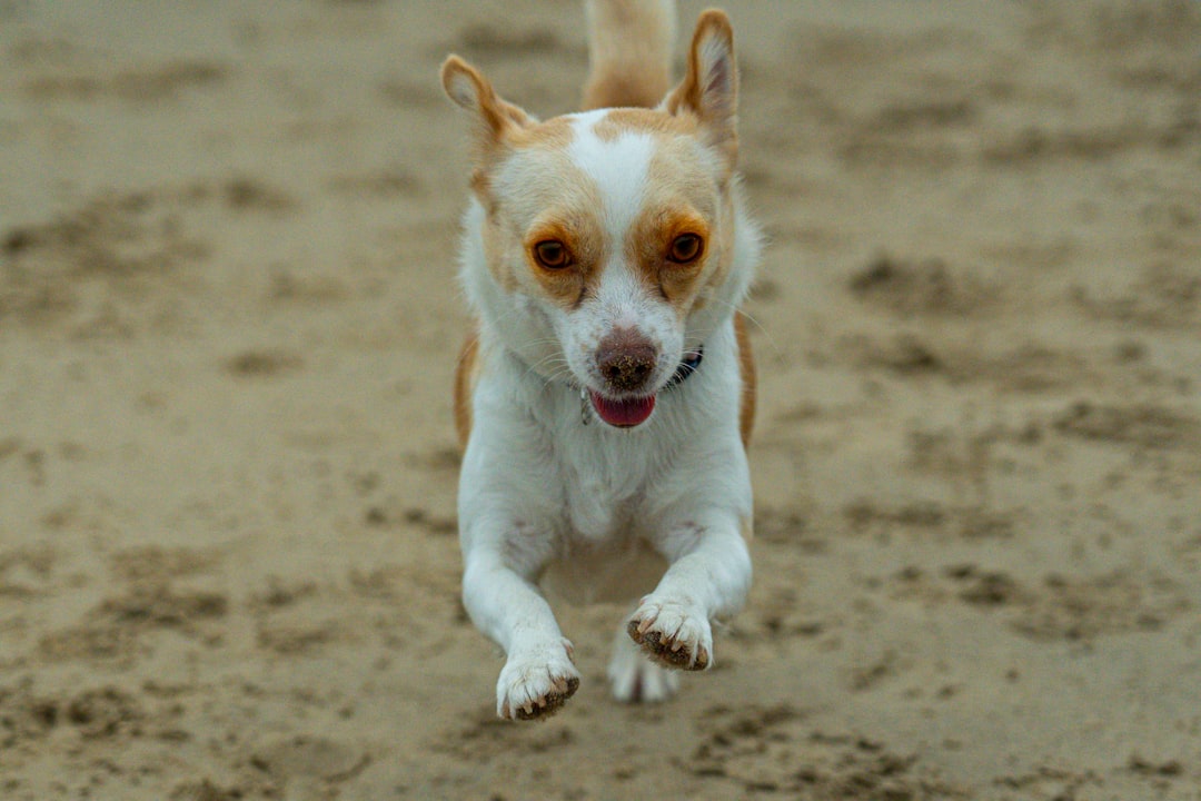 9. Jack Russell Terrier (image credits: unsplash)