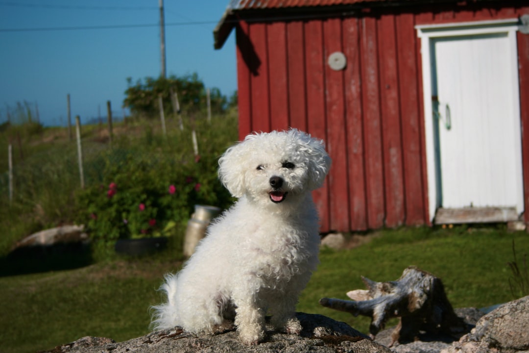 8. Coton de Tulear (image credits: unsplash)