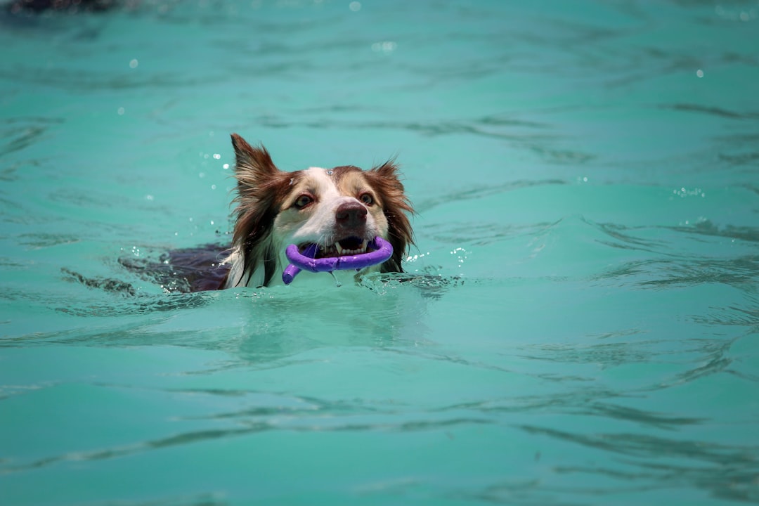 7. Portuguese Water Dog (image credits: unsplash)