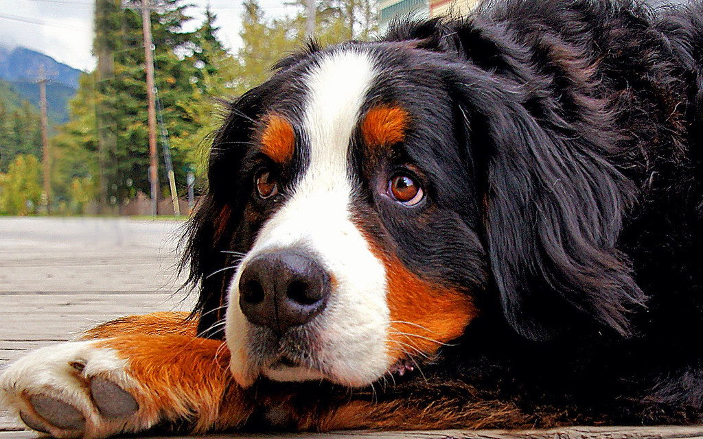 6. Bernese Mountain Dog (image credits: flickr)