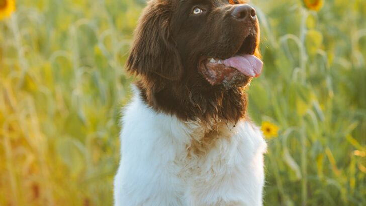 36 Dog Breeds That Keep Grandparents Young at Heart