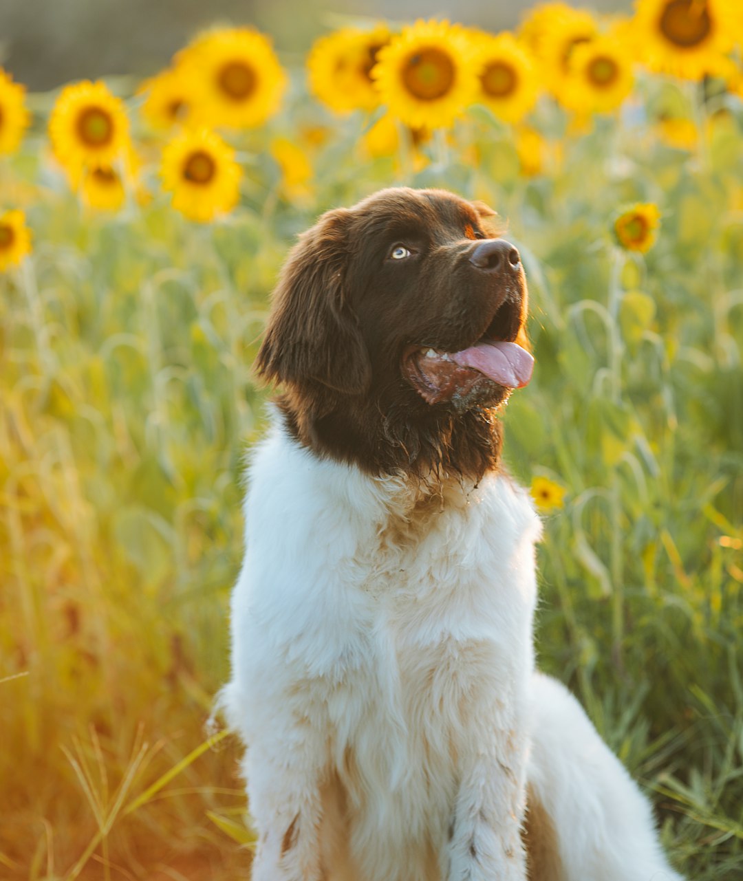 5. Newfoundland (image credits: unsplash)