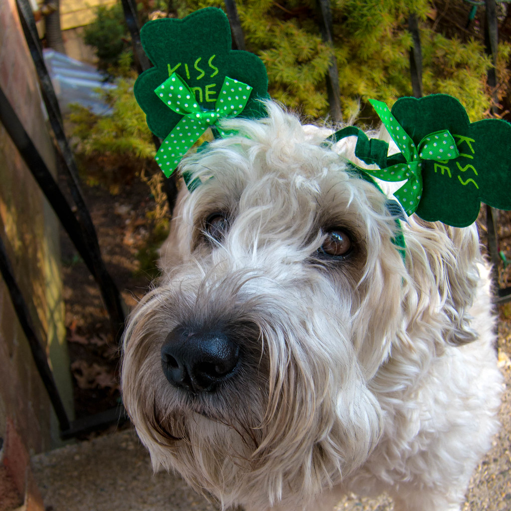 4. Wheaten Terrier (image credits: flickr)