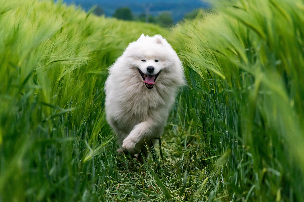 3. Samoyed (image credits: pixabay)