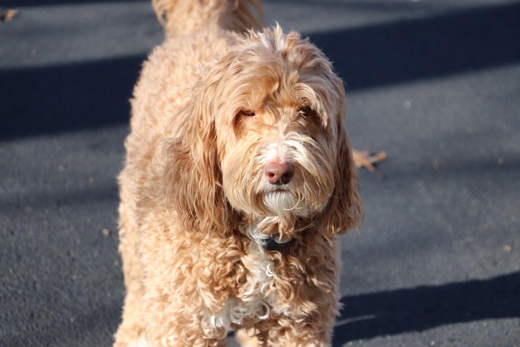 2. Labradoodle (image credits: flickr)