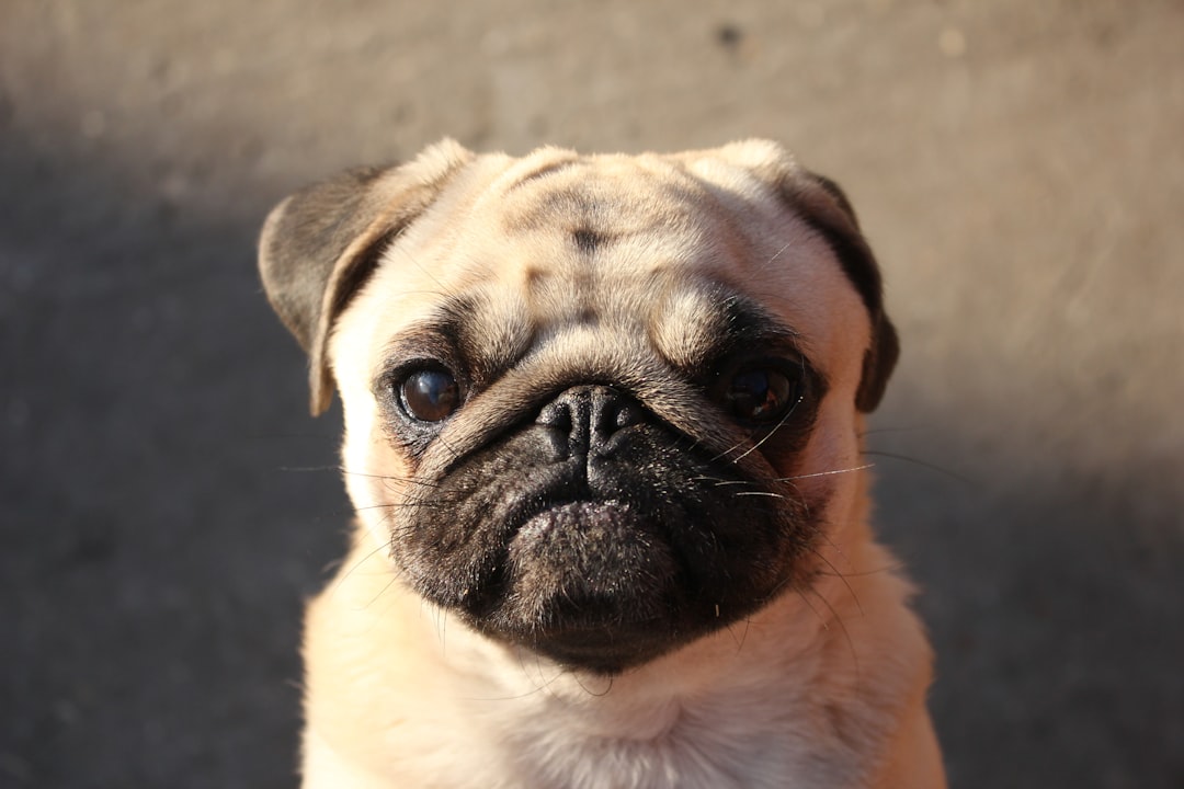 36. Pug - The Comical Companion (image credits: unsplash)