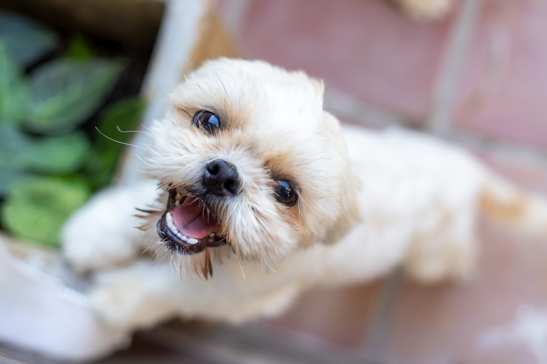35. Shih Tzu - The Palace Pet (image credits: unsplash)
