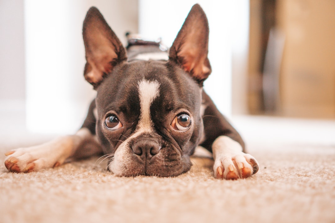 34. Boston Terrier - The American Gentleman (image credits: unsplash)