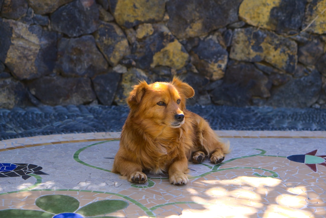 33. Havanese - The Velcro Dog (image credits: unsplash)