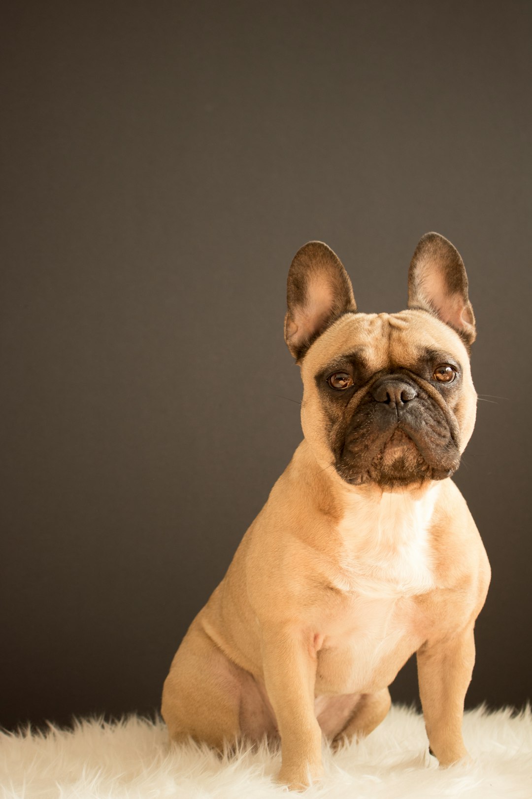 32. French Bulldog - The Quiet Charmer (image credits: unsplash)
