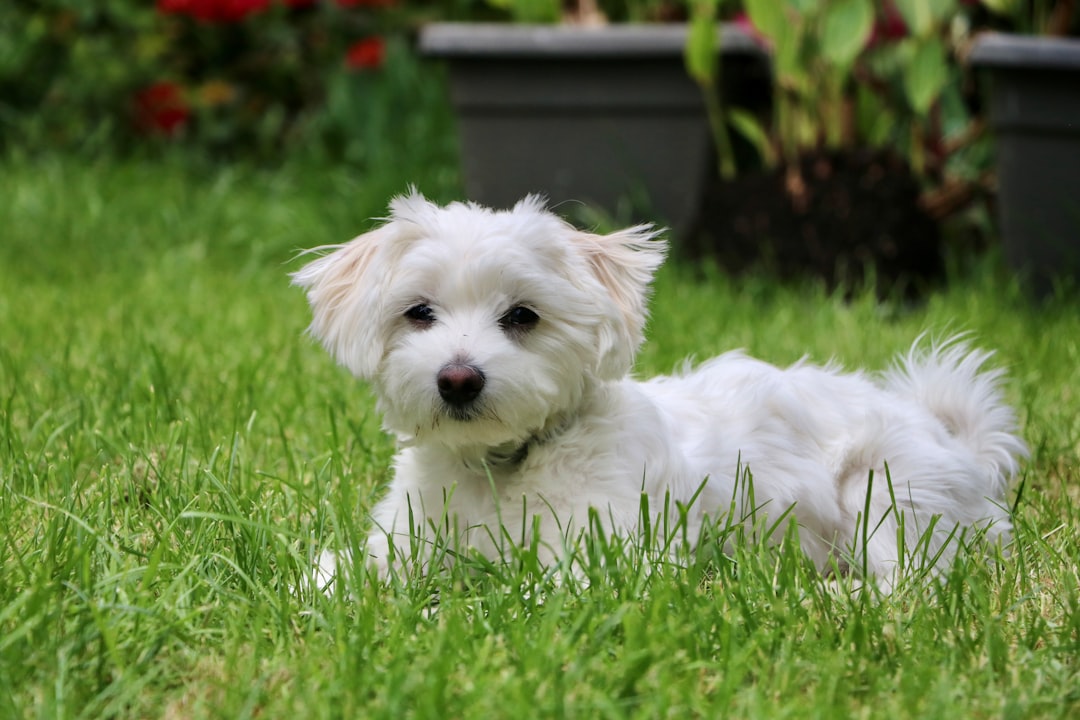 31. Maltese - The Living Cotton Ball (image credits: unsplash)